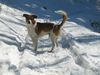 Kromfohrländer Foto: Esprit am Häfenberg (ID 19799) Kromfohrländer Hund