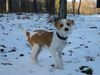 Kromfohrländer Foto: Fango vom Isarflimmern und sein erster Schnee (ID 16518) Kromfohrländer Hund