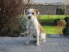 Kromfohrländer Foto: Fango vom Isarflimmern (ID 17313) Kromfohrländer Hund
