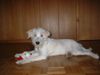 Kromfohrländer Foto: Frascati vom Isarflimmern (ID 17491) Kromfohrländer Hund