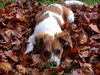 Kromfohrländer Foto (ID 27092) Kromfohrländer Hund
