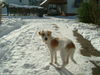 Kromfohrländer Foto: Iti vom Treuter im Schnee (ID 29647) Kromfohrländer Hund