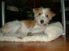Kromfohrländer Foto: Iti vom Treuter (Kira) (ID 29873) Kromfohrländer Hund