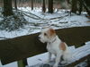 Kromfohrländer Foto: Winterspaziergang (ID 30952) Kromfohrländer Hund