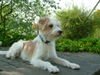 Kromfohrländer Foto: Iti vom Treuter macht Pause (ID 31779) Kromfohrländer Hund