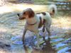 Kromfohrländer Foto: Impressionen vom Kromi-Spaziergang in München (ID 11854) Kromfohrländer Hund