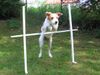 Kromfohrländer Foto: Impressionen vom Kromi-Spaziergang in München (ID 11858) Kromfohrländer Hund