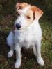 Kromfohrländer Foto: Charisma (ID 11859) Kromfohrländer Hund