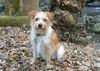 Kromfohrländer Foto: Fine von der Napoleonsnase (ID 9272) Kromfohrländer Hund