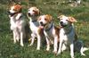 Kromfohrländer Foto: Links Glatthaarrüde (ohne Bart) und 3 rauhhaarige Hündinnen (mit Bart) (ID 746) Kromfohrländer Hund