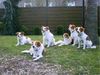 Kromfohrländer Foto: 6 Kromfohrländer-Hündinnen in Dorsten (ID 2368) Kromfohrländer Hund