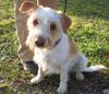Kromfohrländer Foto: Dizzy vom Isarflimmern (ID 16697) Kromfohrländer Hund
