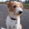 Kromfohrländer Foto: Ailin (Amelie) von Villa Mondi (ID 28285) Kromfohrländer Hund
