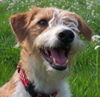 Kromfohrländer Foto: Ailin (Amelie) von Villa Mondi (ID 31919) Kromfohrländer Hund