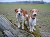 Kromfohrländer Foto: Basti vom Cronewaldstollen und Ailin (ID 28204) Kromfohrländer Hund