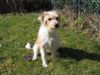 Kromfohrländer Foto: Hab ich jetzt den Frühling gefunden? (ID 9866) Kromfohrländer Hund