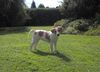 Kromfohrländer Foto: Ashanti von Asowe/ 4 Monate alt/ Glatt-Kurz (ID 23322) Kromfohrländer Hund
