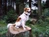 Kromfohrländer Foto: Atego in Dänemark (ID 28213) Kromfohrländer Hund