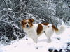 Kromfohrländer Foto: Atego vom Glatten Kiesel (ID 28214) Kromfohrländer Hund