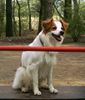 Kromfohrländer Foto: Atego vom Bellenbrünnle (ID 2369) Kromfohrländer Hund