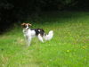 Kromfohrländer Foto: Beppo vom Burgkopf (ID 26384) Kromfohrländer Hund