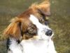 Kromfohrländer Foto: Beppo vom Burgkopf (ID 26382) Kromfohrländer Hund