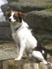 Kromfohrländer Foto: Beppo vom Burgkopf (ID 26385) Kromfohrländer Hund