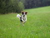 Kromfohrländer Foto: Beppo vom Burgkopf (ID 26383) Kromfohrländer Hund