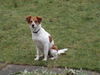 Kromfohrländer Foto: Biene von der Heidehummel mit 5 1/2 Mon. (ID 28165) Kromfohrländer Hund
