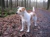 Kromfohrländer Foto: Banja vom Teglinger Bach (ID 7766) Kromfohrländer Hund