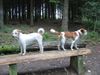 Kromfohrländer Foto: Erbse vom Isarflimmern und Basti vom Cronewaldstollen (ID 15121) Kromfohrländer Hund