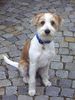 Kromfohrländer Foto: Fango vom Isarflimmern (ID 16923) Kromfohrländer Hund