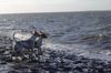 Kromfohrländer Foto: Fips und C-Shell an der Nordsee (ID 18284) Kromfohrländer Hund
