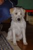Kromfohrländer Foto: Frascati vom Isarflimmern (ID 25233) Kromfohrländer Hund
