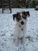 Kromfohrländer Foto: Andro (Andor von den Lahberger Weegen) (ID 18378) Kromfohrländer Hund