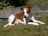 Kromfohrländer Foto: DJ Dr. Pepper (ID 45453) Kromfohrländer Hund