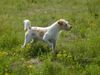Kromfohrländer Foto: Fips (ID 13916) Kromfohrländer Hund