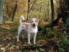 Kromfohrländer Foto: Fips (ID 26283) Kromfohrländer Hund