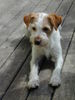 Kromfohrländer Foto: Fips (ID 31005) Kromfohrländer Hund