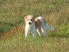 Kromfohrländer Foto: Dolce vita-Angel vom Isarflimmern (ID 10694) Kromfohrländer Hund