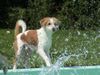 Kromfohrländer Foto: Atticus (Frodo) hinter der Vest (ID 4729) Kromfohrländer Hund