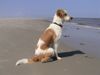 Kromfohrländer Foto: Atticus (Frodo) hinter der Vest (ID 4730) Kromfohrländer Hund