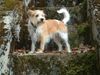 Kromfohrländer Foto: Fine von der Napoleonsnase (ID 9385) Kromfohrländer Hund