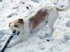 Kromfohrländer Foto: Fips von der Napoleonsnase (ID 2699) Kromfohrländer Hund