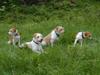 Kromfohrländer Foto: Kleinfamilie Dustin, Fips, Bella und Knöppi (ID 763) Kromfohrländer Hund