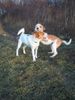 Kromfohrländer Foto: Fango vom Isarflimmern und Parson Russell Terrier Lilyput (ID 16743) Kromfohrländer Hund
