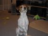 Kromfohrländer Foto: Kromfohrländer Hund