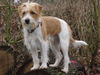 Kromfohrländer Foto: Flax vom Steenbrook (ID 30717) Kromfohrländer Hund