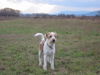 Kromfohrländer Foto: Fango vom Isarflimmern (ID 36566) Kromfohrländer Hund