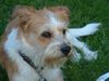 Kromfohrländer Foto: Fine von der Napoleonsnase (ID 4568) Kromfohrländer Hund